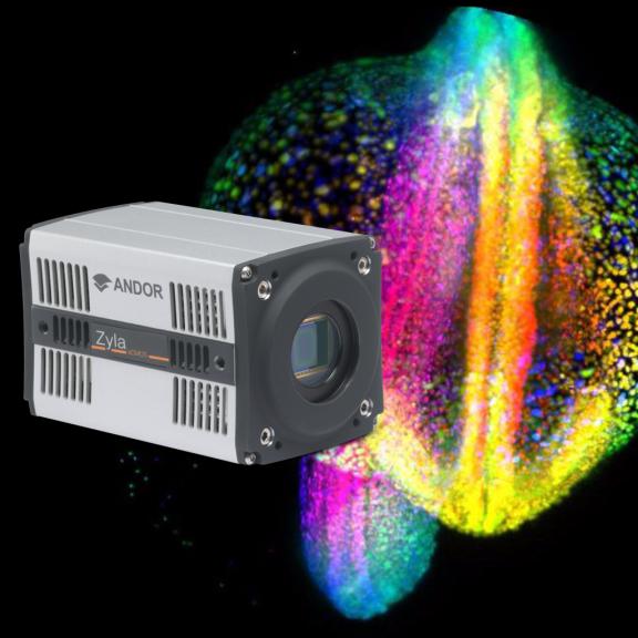 sCMOS Kameras für BioImaging Anwendungen von Andor