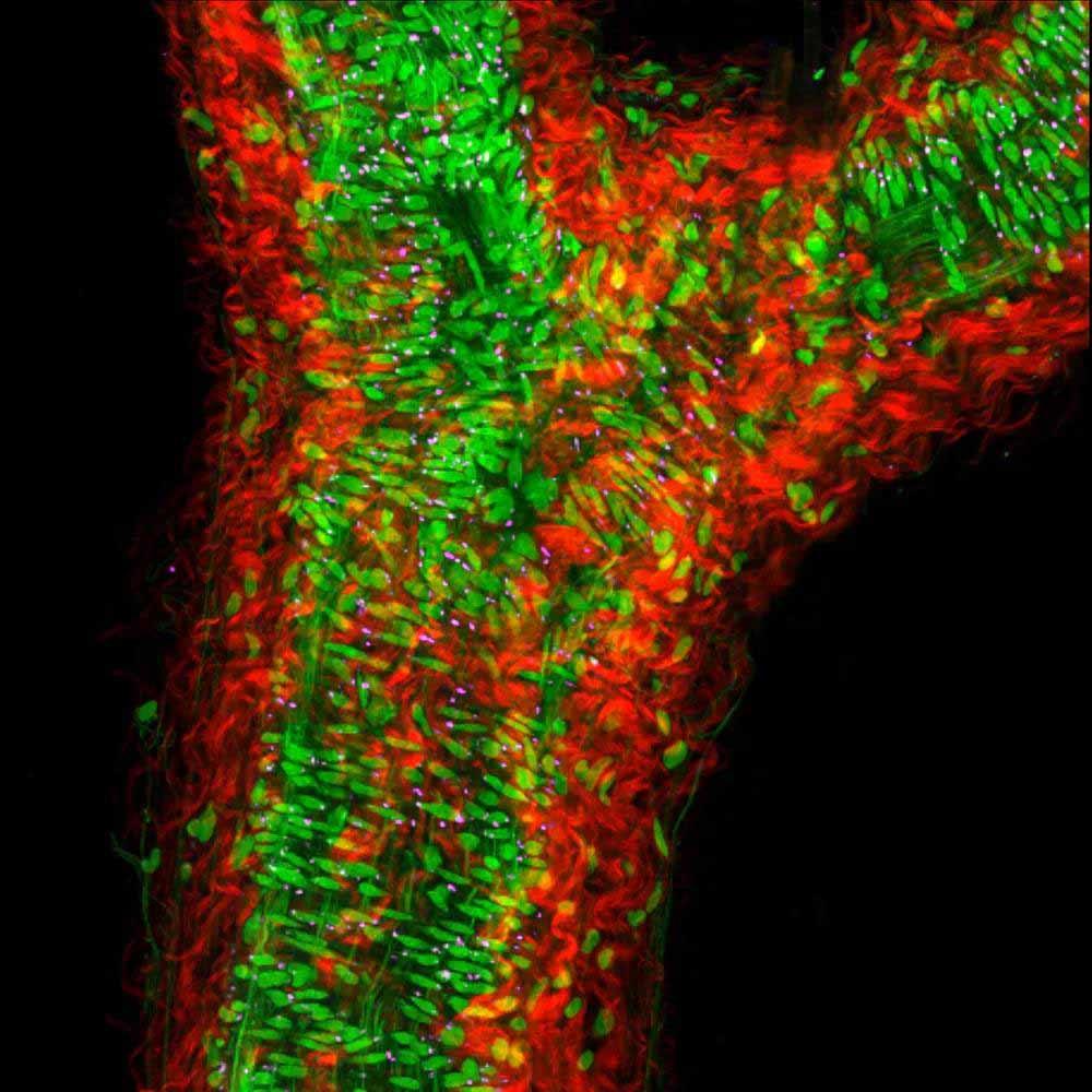 Cell Image Bio Imaging